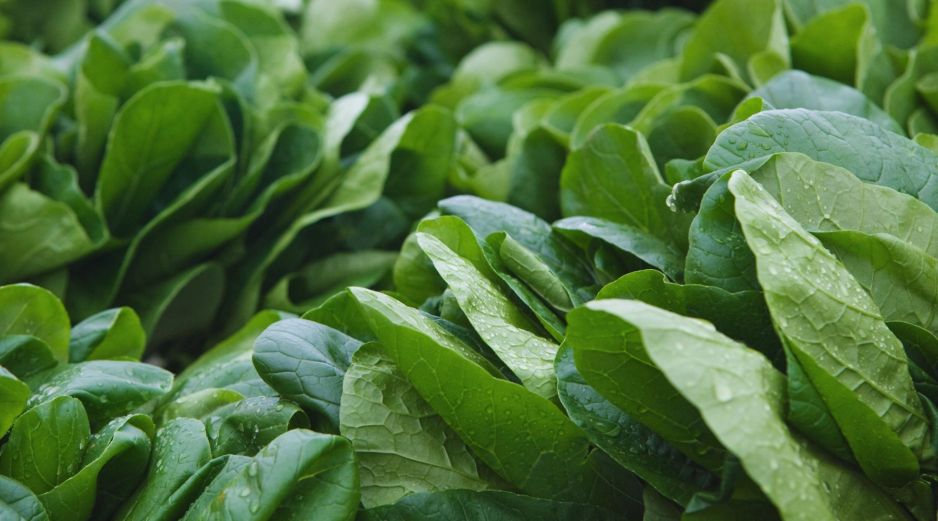 El colágeno es una proteína fibrosa esencial en nuestro cuerpo, la cual puede llegar mediante la ingesta de alimentos como la espinaca. ESPECIAL / CANVA