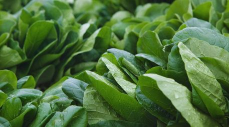 El colágeno es una proteína fibrosa esencial en nuestro cuerpo, la cual puede llegar mediante la ingesta de alimentos como la espinaca. ESPECIAL / CANVA