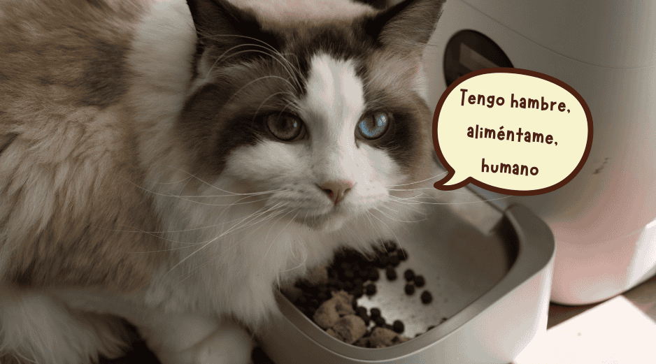 Un alimento con mayor concentración de proteína de origen animal y un balance adecuado de nutrientes puede representar una mejor inversión para la salud del gato a largo plazo. ESPECIAL/Canva