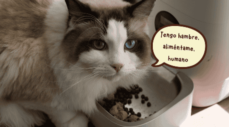 Un alimento con mayor concentración de proteína de origen animal y un balance adecuado de nutrientes puede representar una mejor inversión para la salud del gato a largo plazo. ESPECIAL/Canva