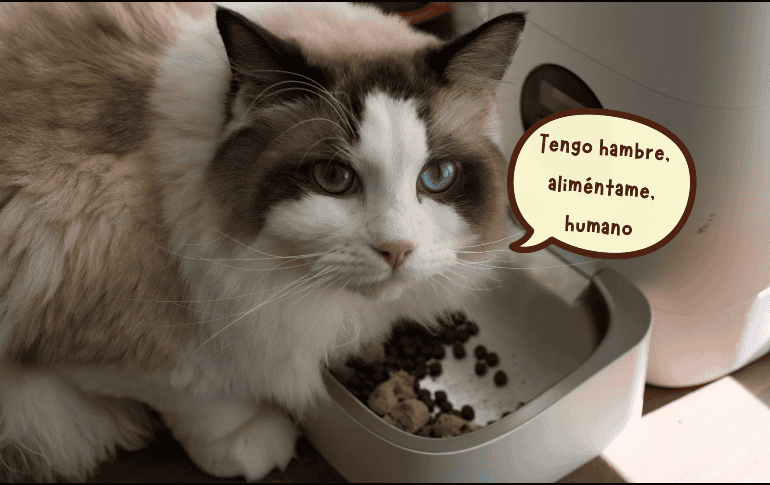 Un alimento con mayor concentración de proteína de origen animal y un balance adecuado de nutrientes puede representar una mejor inversión para la salud del gato a largo plazo. ESPECIAL/Canva