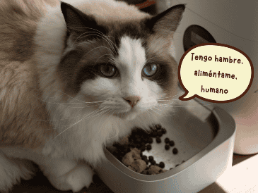 Un alimento con mayor concentración de proteína de origen animal y un balance adecuado de nutrientes puede representar una mejor inversión para la salud del gato a largo plazo. ESPECIAL/Canva