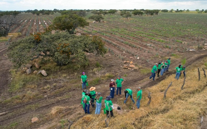 La expansión de los cultivos de agave ha contribuido al cambio de uso de suelo y la perdida de vegetación en Jalisco. EFE/ F. Guasco