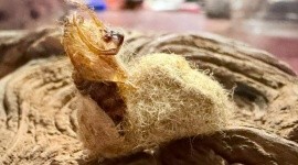 Conservación de la oruga peluche