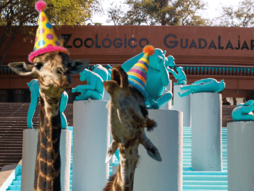 Si planeas aprovechar esta increíble promoción, te recordamos que el Zoológico Guadalajara se encuentra muy cerca de la Barranca de Huentitán. ESPECIAL/ EL INFORMADOR/ ARCHIVO/ Unsplash
