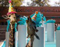 Si planeas aprovechar esta increíble promoción, te recordamos que el Zoológico Guadalajara se encuentra muy cerca de la Barranca de Huentitán. ESPECIAL/ EL INFORMADOR/ ARCHIVO/ Unsplash