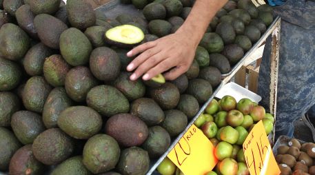 Luego de tres días de paralizado el corte, empaque y comercialización de aguacate de exportación a EU, este lunes se reanudaron las labores en los campos. EL INFORMADOR / ARCHIVO