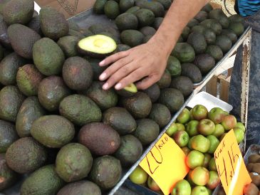Luego de tres días de paralizado el corte, empaque y comercialización de aguacate de exportación a EU, este lunes se reanudaron las labores en los campos. EL INFORMADOR / ARCHIVO