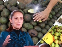 Luego de tres días de paralizado el corte, empaque y comercialización de aguacate de exportación a EU, este lunes se reanudaron las labores en los campos. EL INFORMADOR / ARCHIVO / SUN / M. Guzmán