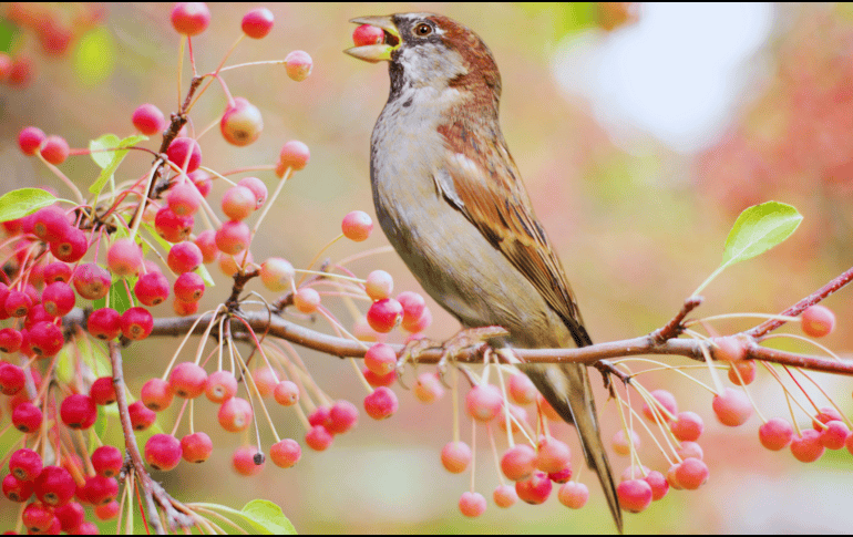 La recuperación integral de la avifauna en México es posible si se transforma la visión tradicional del arbolado urbano. ESPECIAL / CANVA