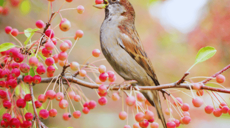 La recuperación integral de la avifauna en México es posible si se transforma la visión tradicional del arbolado urbano. ESPECIAL / CANVA
