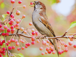 La recuperación integral de la avifauna en México es posible si se transforma la visión tradicional del arbolado urbano. ESPECIAL / CANVA