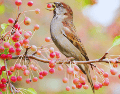 La recuperación integral de la avifauna en México es posible si se transforma la visión tradicional del arbolado urbano. ESPECIAL / CANVA