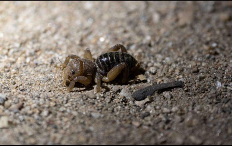 Documentación en el cerro Cuchumá, de Tecate, Baja California; hay 397 especies de flora y fauna peligran debido a los explosivos del gobierno de Estados Unidos. SUN / ARMM-----