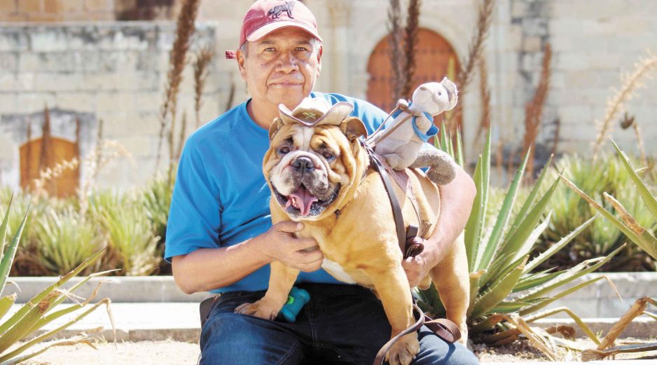 Los animales que participaron en el estudio eran mascotas procedentes de familias cariñosas. SUN/ARCHIVO