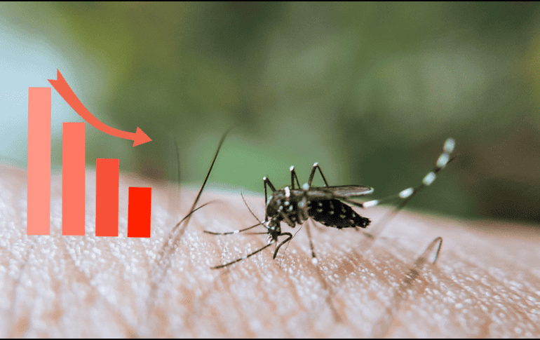 Las autoridades insistieron en que la participación de la población es necesaria para reducir los sitios donde puede reproducirse el mosquito transmisor del dengue. CANVA