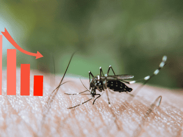 Las autoridades insistieron en que la participación de la población es necesaria para reducir los sitios donde puede reproducirse el mosquito transmisor del dengue. CANVA