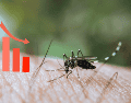 Las autoridades insistieron en que la participación de la población es necesaria para reducir los sitios donde puede reproducirse el mosquito transmisor del dengue. CANVA