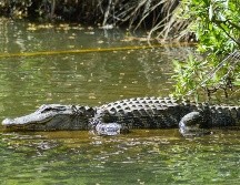 Estos animales son silvestres y pueden reaccionar de manera impredecible cuando se sienten amenazados. UNSPLASH