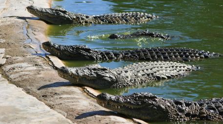 Tras la muerte de 11 cocodrilos, se organizaron mesas de trabajo para implementar estrategias a corto y mediano plazo que permitan resolver el problema. EL INFORMADOR/ARCHIVO