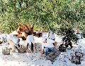 Chihuahua es el principal productor de nueces pecanas a nivel nacional. ESPECIAL