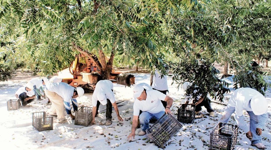 Chihuahua es el principal productor de nueces pecanas a nivel nacional. ESPECIAL