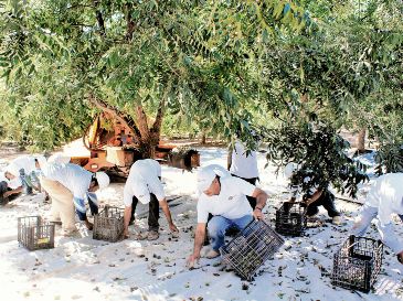 Chihuahua es el principal productor de nueces pecanas a nivel nacional. ESPECIAL