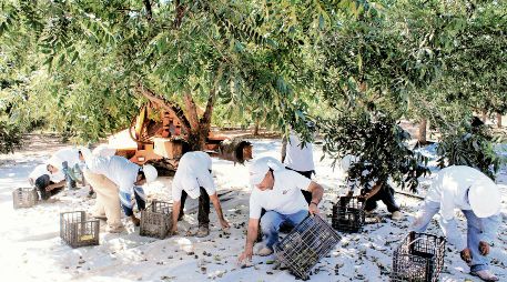 Chihuahua es el principal productor de nueces pecanas a nivel nacional. ESPECIAL