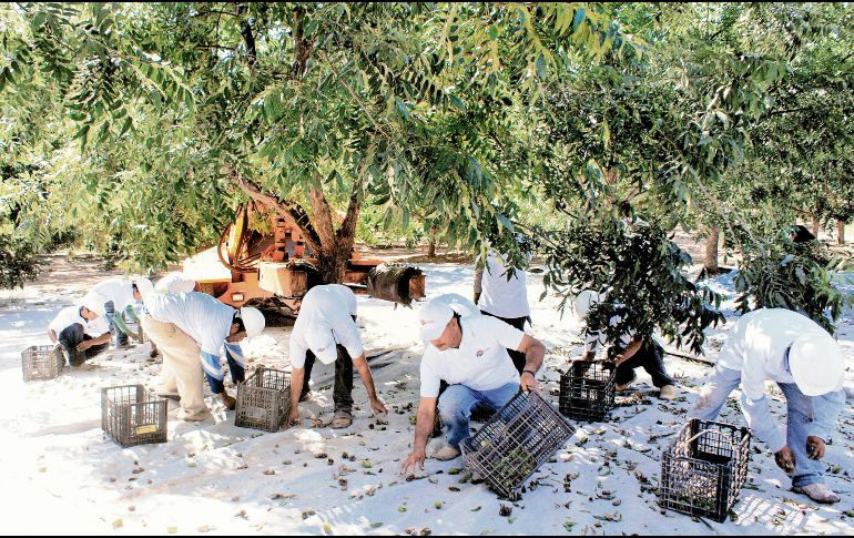 Chihuahua es el principal productor de nueces pecanas a nivel nacional. ESPECIAL