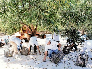 Chihuahua es el principal productor de nueces pecanas a nivel nacional. ESPECIAL