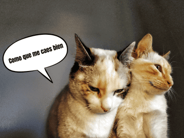 Cuando un gato te mira y cierra los ojos lentamente, para luego abrirlos de nuevo, está realizando lo que muchos especialistas llaman un parpadeo lento o "beso de gato". CANVA