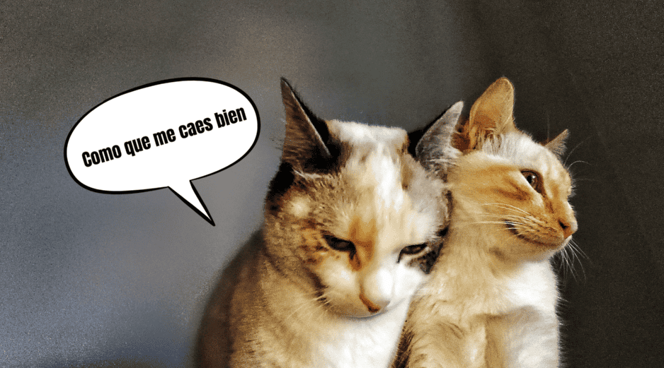 Cuando un gato te mira y cierra los ojos lentamente, para luego abrirlos de nuevo, está realizando lo que muchos especialistas llaman un parpadeo lento o 