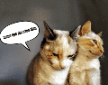 Cuando un gato te mira y cierra los ojos lentamente, para luego abrirlos de nuevo, está realizando lo que muchos especialistas llaman un parpadeo lento o "beso de gato". CANVA