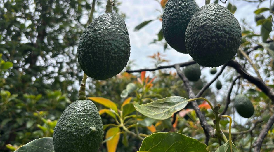 Las bases de operaciones protegerán la inspección, producción y exportación de aguacate en Michoacán, tras una alerta de seguridad emitida la pasada semana. SUN / C. Arrieta