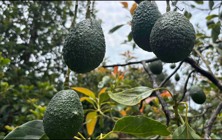 Las bases de operaciones protegerán la inspección, producción y exportación de aguacate en Michoacán, tras una alerta de seguridad emitida la pasada semana. SUN / C. Arrieta