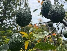 Las bases de operaciones protegerán la inspección, producción y exportación de aguacate en Michoacán, tras una alerta de seguridad emitida la pasada semana. SUN / C. Arrieta
