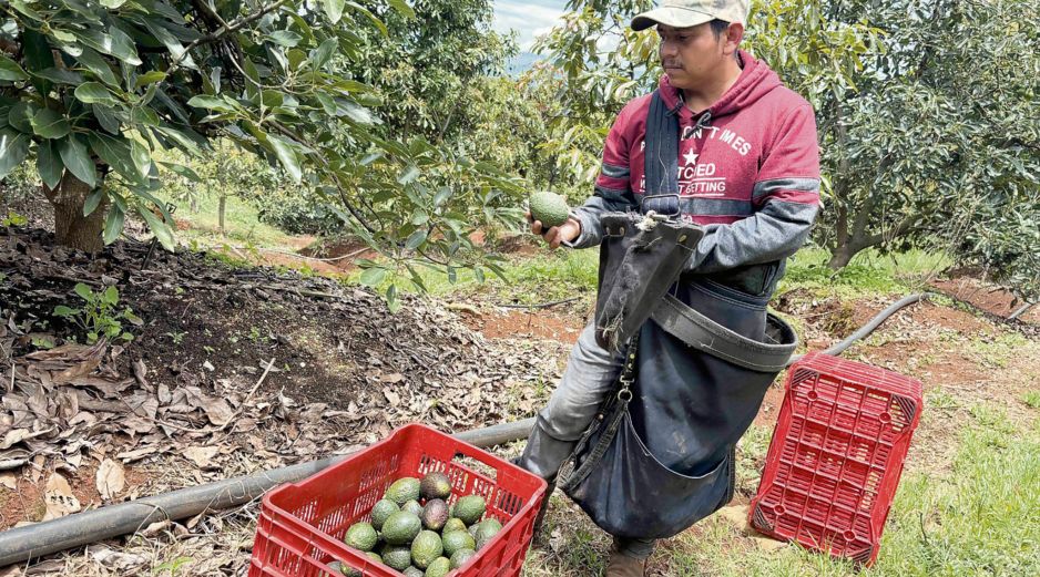 Fuerzas federales refuerzan su presencia para cuidar de productores. EL UNIVERSAL