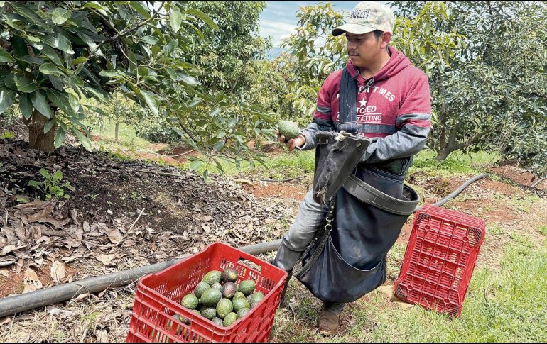 Fuerzas federales refuerzan su presencia para cuidar de productores. EL UNIVERSAL