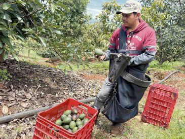 Fuerzas federales refuerzan su presencia para cuidar de productores. EL UNIVERSAL