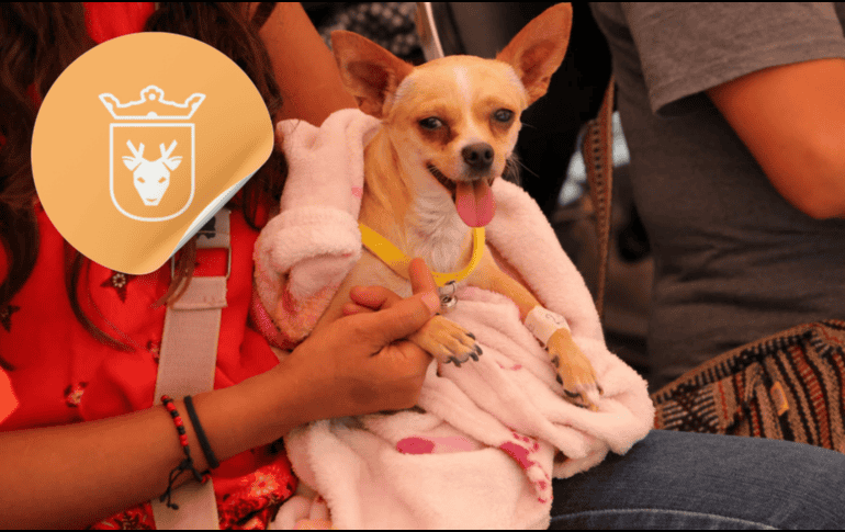 Vacunar a una mascota no solo mejora su calidad de vida, sino que también te permite disfrutar de su compañía por mucho más tiempo. ESPECIAL/ Facebook/ Protección Animal Zapopan