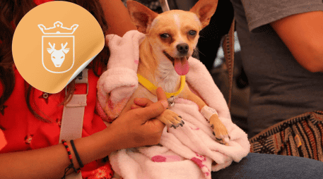 Vacunar a una mascota no solo mejora su calidad de vida, sino que también te permite disfrutar de su compañía por mucho más tiempo. ESPECIAL/ Facebook/ Protección Animal Zapopan
