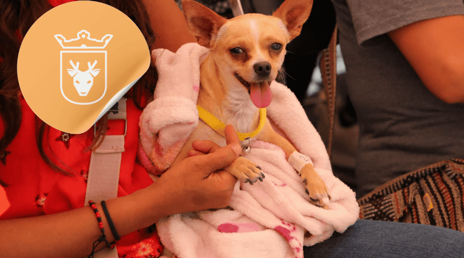 Vacunar a una mascota no solo mejora su calidad de vida, sino que también te permite disfrutar de su compañía por mucho más tiempo. ESPECIAL/ Facebook/ Protección Animal Zapopan