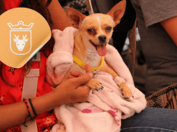Vacunar a una mascota no solo mejora su calidad de vida, sino que también te permite disfrutar de su compañía por mucho más tiempo. ESPECIAL/ Facebook/ Protección Animal Zapopan