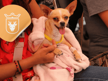 Vacunar a una mascota no solo mejora su calidad de vida, sino que también te permite disfrutar de su compañía por mucho más tiempo. ESPECIAL/ Facebook/ Protección Animal Zapopan