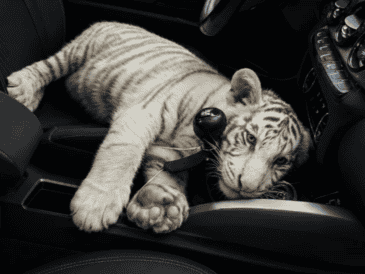 La Policía de la Ciudad de México detuvo a un sujeto de 30 años de edad que llevaba consigo a la cría de tigre de bengala. X / @SSC_CDMX