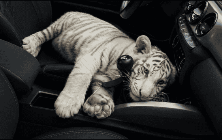 La Policía de la Ciudad de México detuvo a un sujeto de 30 años de edad que llevaba consigo a la cría de tigre de bengala. X / @SSC_CDMX