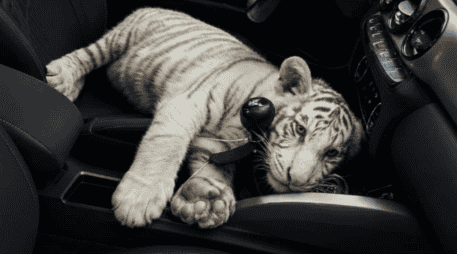 La Policía de la Ciudad de México detuvo a un sujeto de 30 años de edad que llevaba consigo a la cría de tigre de bengala. X / @SSC_CDMX