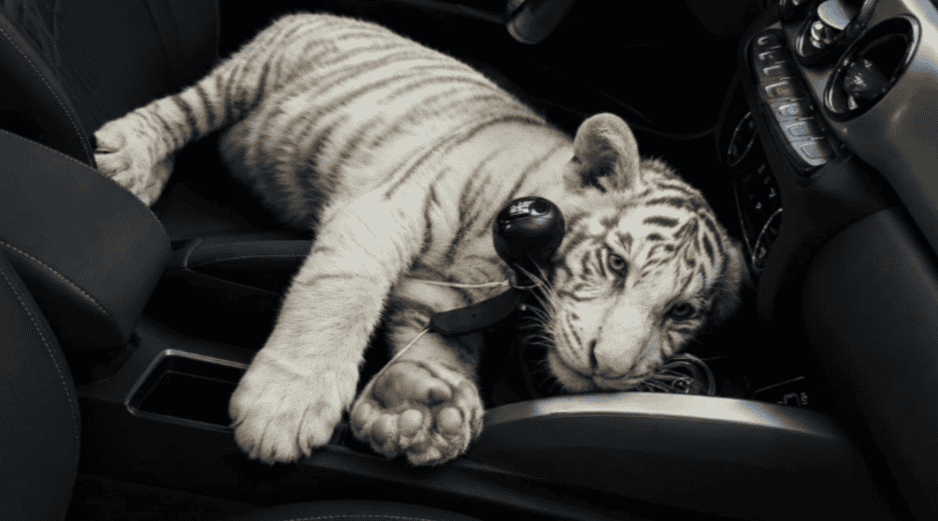 La Policía de la Ciudad de México detuvo a un sujeto de 30 años de edad que llevaba consigo a la cría de tigre de bengala. X / @SSC_CDMX