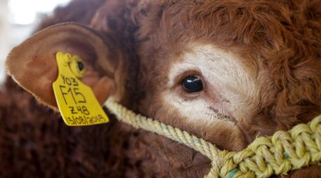 El Senasica exhortó a las y los ganaderos y a la población en general a vigilar permanentemente al ganado, mascotas y fauna silvestre como medida preventiva. EL INFORMADOR/ARCHIVO