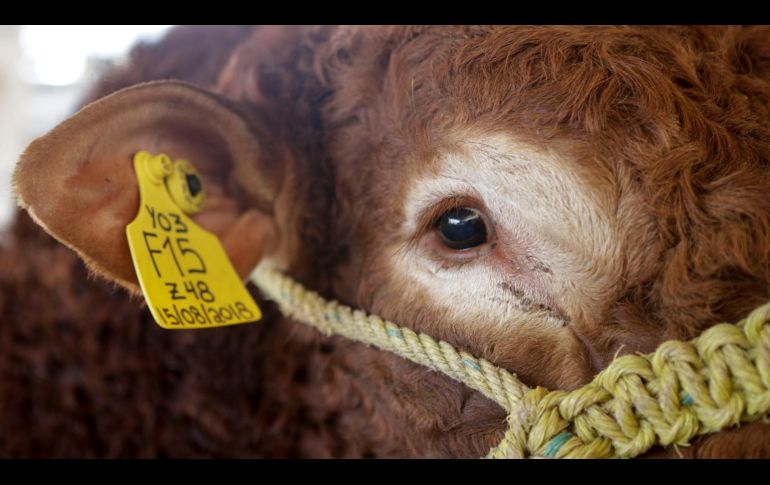 El Senasica exhortó a las y los ganaderos y a la población en general a vigilar permanentemente al ganado, mascotas y fauna silvestre como medida preventiva. EL INFORMADOR/ARCHIVO